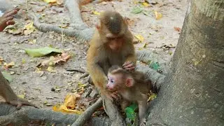 Waiting it ! wow Monkey Leo knew to pay attention baby LiLy  look it he loves and want to protect.