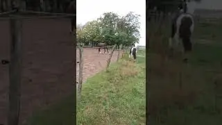 25.08.18 wallachherde