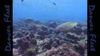 Dancer Fleet Cocos Island HD