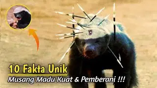 10 Penjelasan Mengapa Musang Madu Kuat dan Sangat Pemberani