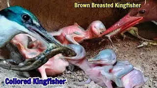 TWO KINGFISHER ‼️ COLLORED KINGFISHER Vs BROWN BREASTED KINGFISHER 