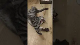 A dose of cuteness from Apu 🥰 | Порция милоты от Апу 🥰 #cat #cats #pets #humor #cute #funny #fun