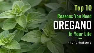 Beyond Pizza: 10 Surprising Benefits of Oregano You Need to Know