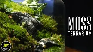 How To Make A Moss Terrarium In A Jar