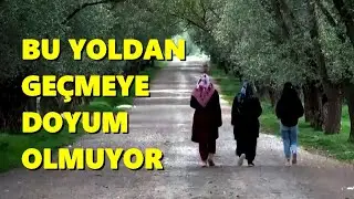 YERKÖY'ÜN AĞAÇ TÜNELİ