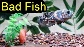 Oscar fish update! Aggression