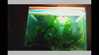 Natural Aquatic plants Walstad method aquarium 5 gallon #fish #aquatic #plantedaquarium #lowtechtank