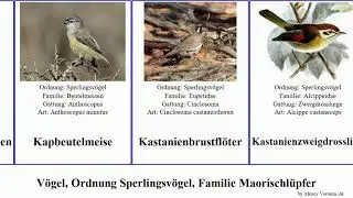 V&ouml;gel, Ordnung Sperlingsv&ouml;gel, Familie Maorischl&uuml;pfer und birds nach regulus gularis Leierschw&auml;nze