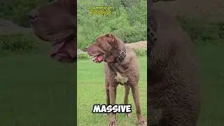 Top 5 Dog Breeds With the Most Powerful Bite 💥🐶  #short  #top5animals #animals #dogbreeds #dog