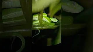 🌿🐍 Pit Viper Snake (Bothriechis lateralis) Moneverde, Costa Rica