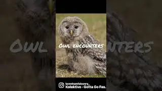 Awesome gift for the owl enthusiasts of the family #animals #bird #owl #owls