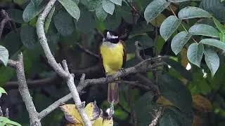 White-ringed Flycatcher  4K
