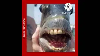 Fish teeth looks like human teeth