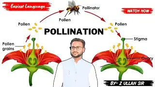 What is Pollination ? What is pollination Process?