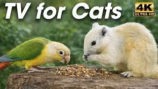 Cat TV for Cats to Watch 😺 Cute Birds & Funny Squirrels | 3 Hours Cat Entertainment (4K)