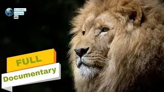 LION DOCUMENTARY | LION NATIONAL GEOGRAPHIC DOCUMENTARY | Lions Hunting | HD
