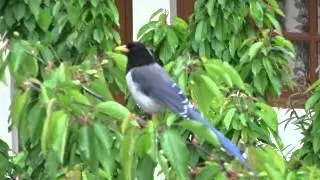 Himalaya birds