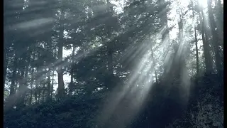 Anamn&egrave;se - M. Guimont (DMV 262)