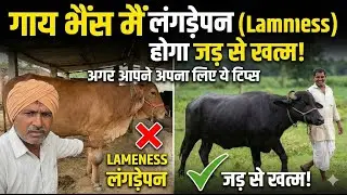 गाय भैंस मैं लंगड़ेपन (Lamness) होगा जड़ से खत्म! अगर आपने अपना लिए ये टिप्स
