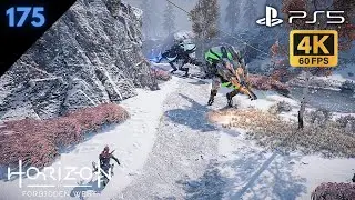 Horizon Forbidden West | P 175 Hunting Grounds: Sheerside Mountains Full Stripes| PS5| No Commentary