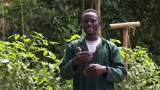 Yiga Okulima Enyaanya Mu Kutiya