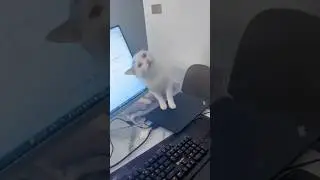 Cats are destroying the TV #cat #cats #funny #pets #reels #funnycats #catvideos #animals