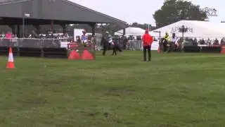 Suffolk Show 2013 - Shetland Races (GlassBox Media CIC)