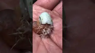 Canary Hatching day