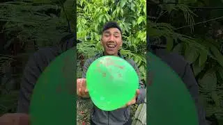 meletus balon merah dor