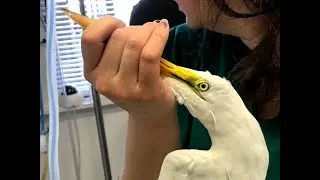 Riverdale Egret Rescue, Rehabilitation, & Release