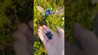 &ldquo;Wild Blueberries: The Secret Superfood Benefits!&rdquo;