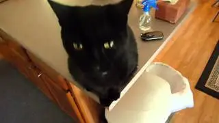 Black cat talking talking talking black cat wants food