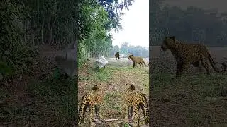 4 leopard attack#reels #vfx#leopard #viral #leopard #wildlife