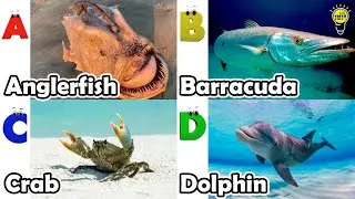 Песенка про морских животных ABC | Изучаем алфавит | Английский язык и животные для детей | #рыба...