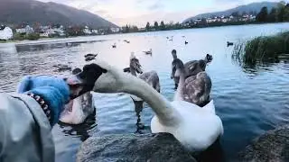 Mama Swan PJ-79 get Handfeeding in Stormy Weather October 4' Bergen Coast Birds - Seagulls 
