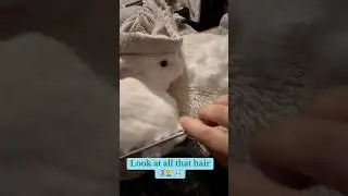 Look at all that hair . ￼#hairbuster  #bunny  #smallpetselect