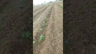 my farm #nature #farming #youtube #facebook #reels #shorts