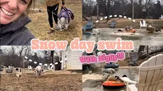 Dad swims in the snow with his disabled son (details ⬇️) #ziggysrefuge #rescue #animallovers 