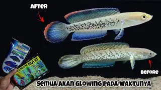 Progress Channa Stewartii Full Pelet ( Premium Maxi & Blue ) - Setelah 3 Bulan