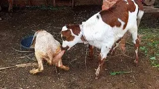 Calf Drinking Goat Milk - Goat Milking Latest Video 2026 🐐
