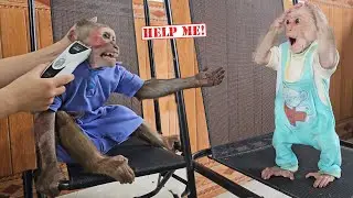 So funny! Monkey Su afraid of cut hair so drag Kuku runaway