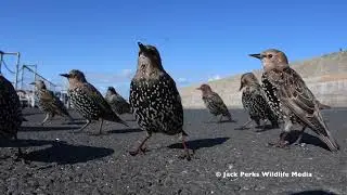 Starlings & House Sparrows in UK town.