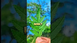 Gcam macro photo short🔥🔥#best gcam#viral #camera #google Camera📸new best macro photo📸