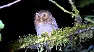 Lechucita bigotona / Long-whiskered Owlet (Xenoglaux loweryi) - Fundo Alto Nieva, San Martin, Peru