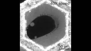 Phase transition from gel to liquid-ordered phase in the lipid membrane by cholesterol addition