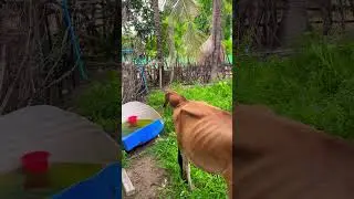 cow today happy have green grass #cow #shortvideo