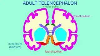 OLFACTORY BULB, TRACT, & CORTEX