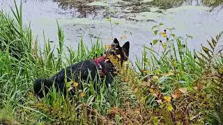 Freya on the Monklands Canal