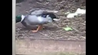 Dog attacked duck, still alive - muddy duck rescue