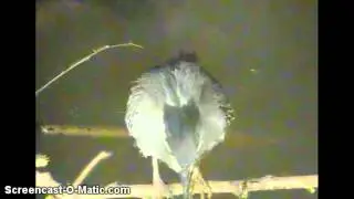 Greenbacked Heron